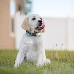 Blue Lightspeed Print Dog Collar