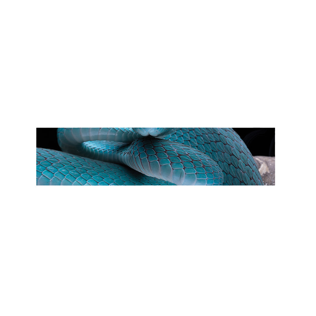 Blue Pit Viper Snake Print Bed Runner