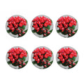 Bouvardia Flower Print Coaster Set