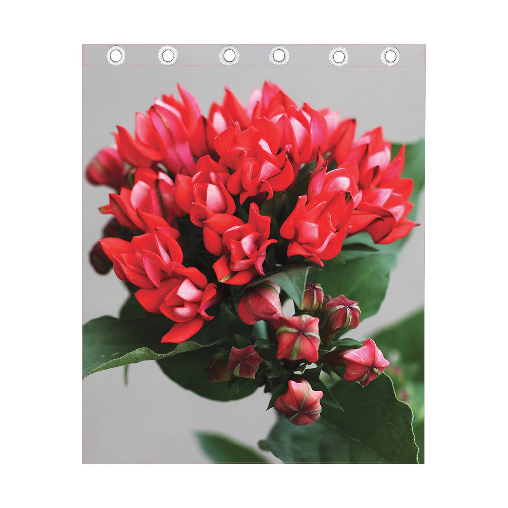 Bouvardia Flower Print Curtain