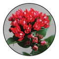 Bouvardia Flower Print Round Floor Mat