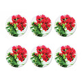 Bouvardia Plant Print Coaster Set