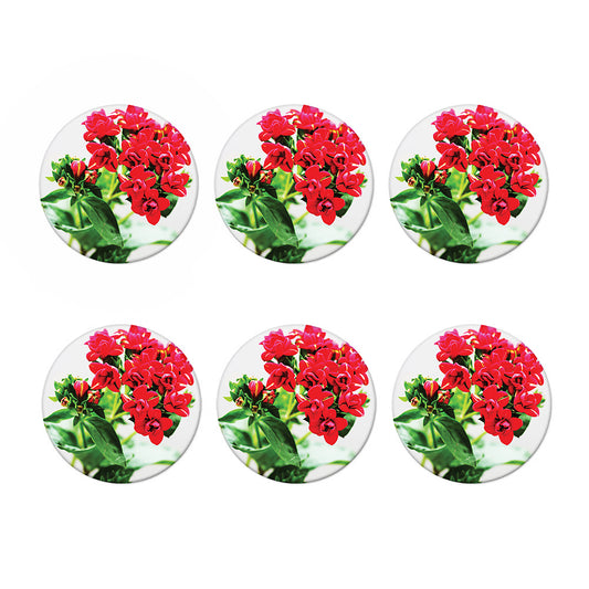 Bouvardia Plant Print Coaster Set