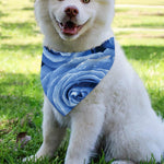 Bright Blue Rose Print Over The Collar Dog Bandana