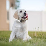 Bull Portrait Print Dog Collar