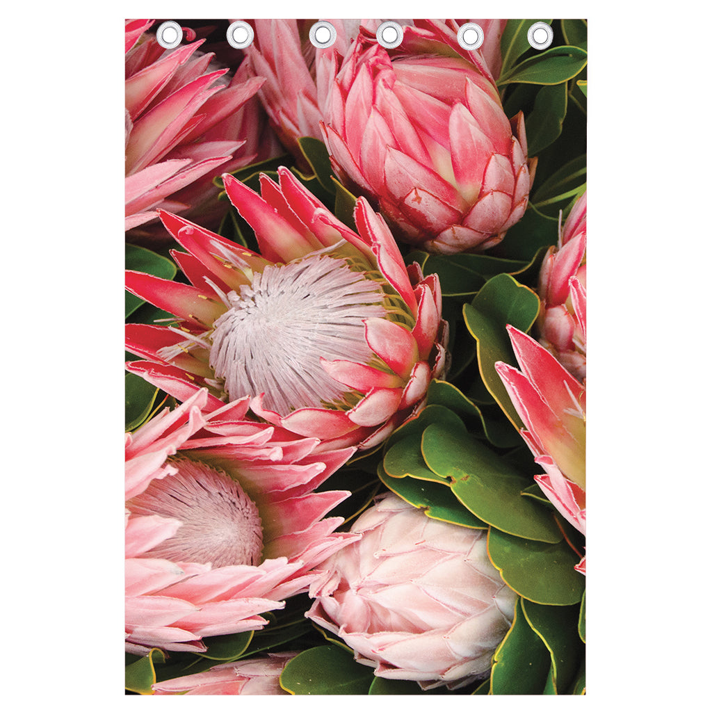 Bunches of Proteas Print Curtain