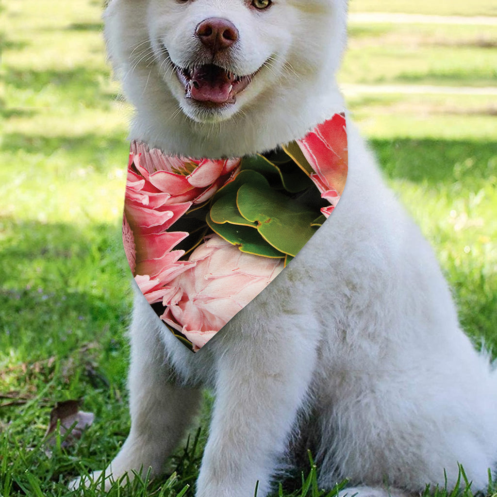 Bunches of Proteas Print Over The Collar Dog Bandana