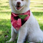Burgundy Alstroemeria Print Over The Collar Dog Bandana