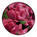 Burgundy Alstroemeria Print Round Floor Mat
