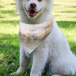 Burning Hole Print Over The Collar Dog Bandana