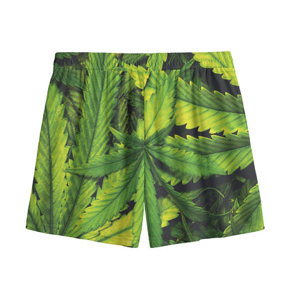Cannabis Print Mesh Shorts