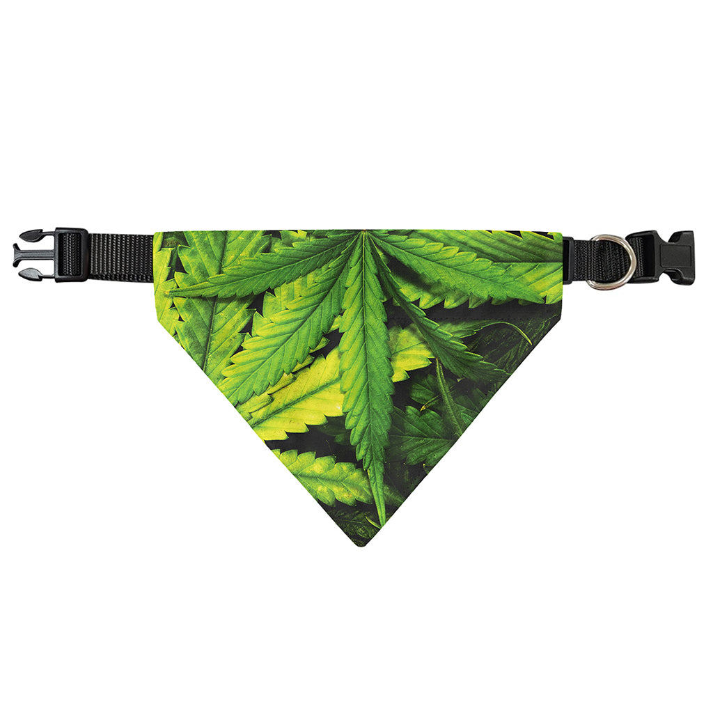 Cannabis Print Over The Collar Dog Bandana