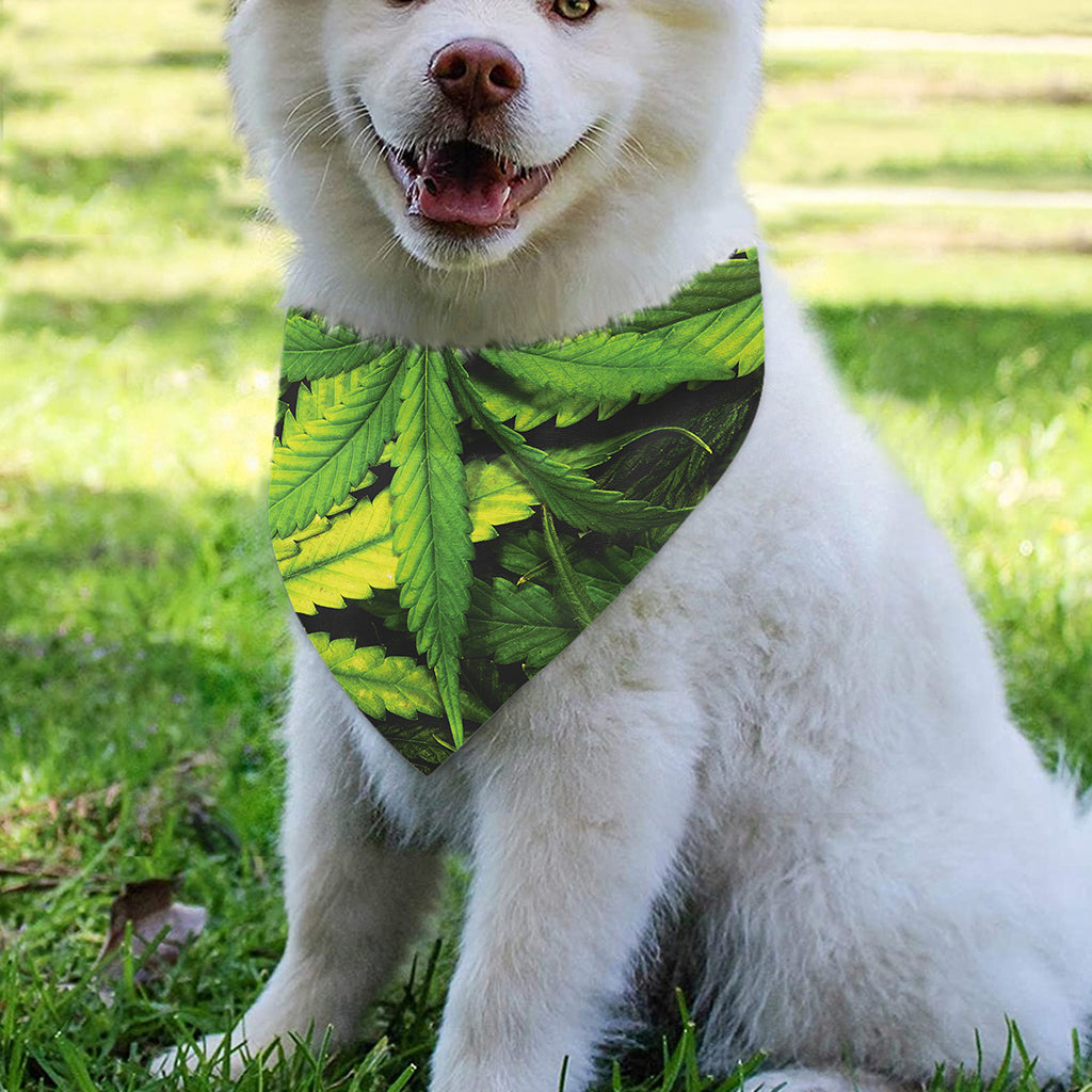 Cannabis Print Over The Collar Dog Bandana