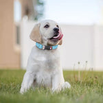 Cartoon Sheep Pattern Print Dog Collar