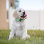 Cartoon Shih Tzu Pattern Print Dog Collar