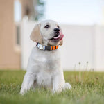 Colorful Stained Glass Mosaic Print Dog Collar