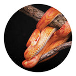Corn Snake Print Round Blanket