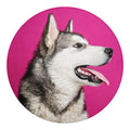 Cute Alaskan Malamute Print Round Blanket