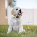 Cute Waffle Pattern Print Dog Collar