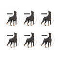 Doberman Pinscher Print Coaster Set