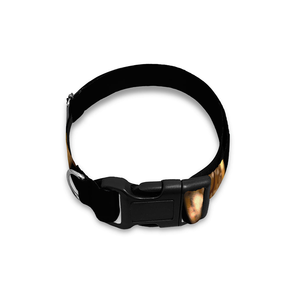 Falling Bitcoin Print Dog Collar