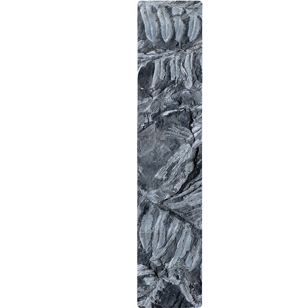 Fern Fossil Print Table Runner