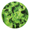 Fresh Lettuce Leaves Print Round Blanket