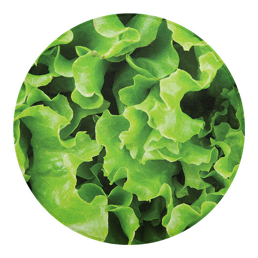 Fresh Lettuce Leaves Print Round Blanket