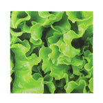 Fresh Lettuce Leaves Print Silk Bandana