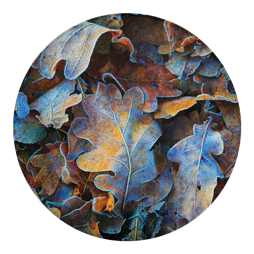 Frozen Oak leaf Print Round Blanket