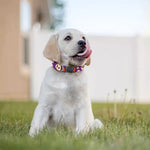 Funny Halloween Pumpkin Pattern Print Dog Collar