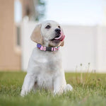 Girly Unicorn Ice Cream Pattern Print Dog Collar