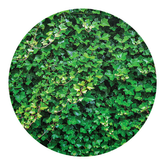 Green Ivy Wall Print Round Blanket