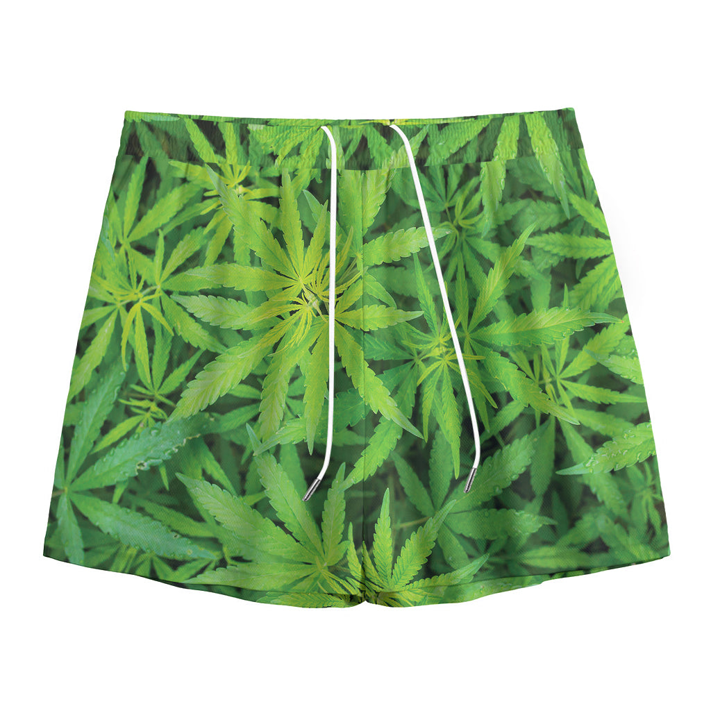 Green Pot Leaf Print Mesh Shorts