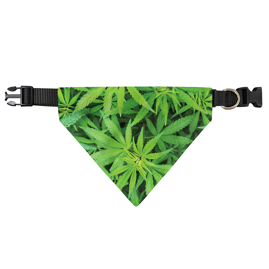 Green Pot Leaf Print Over The Collar Dog Bandana