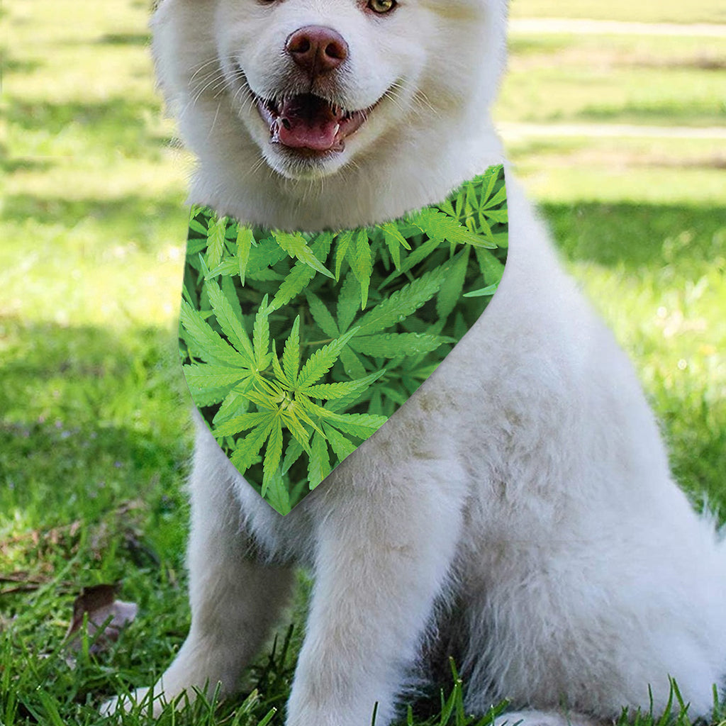 Green Pot Leaf Print Over The Collar Dog Bandana