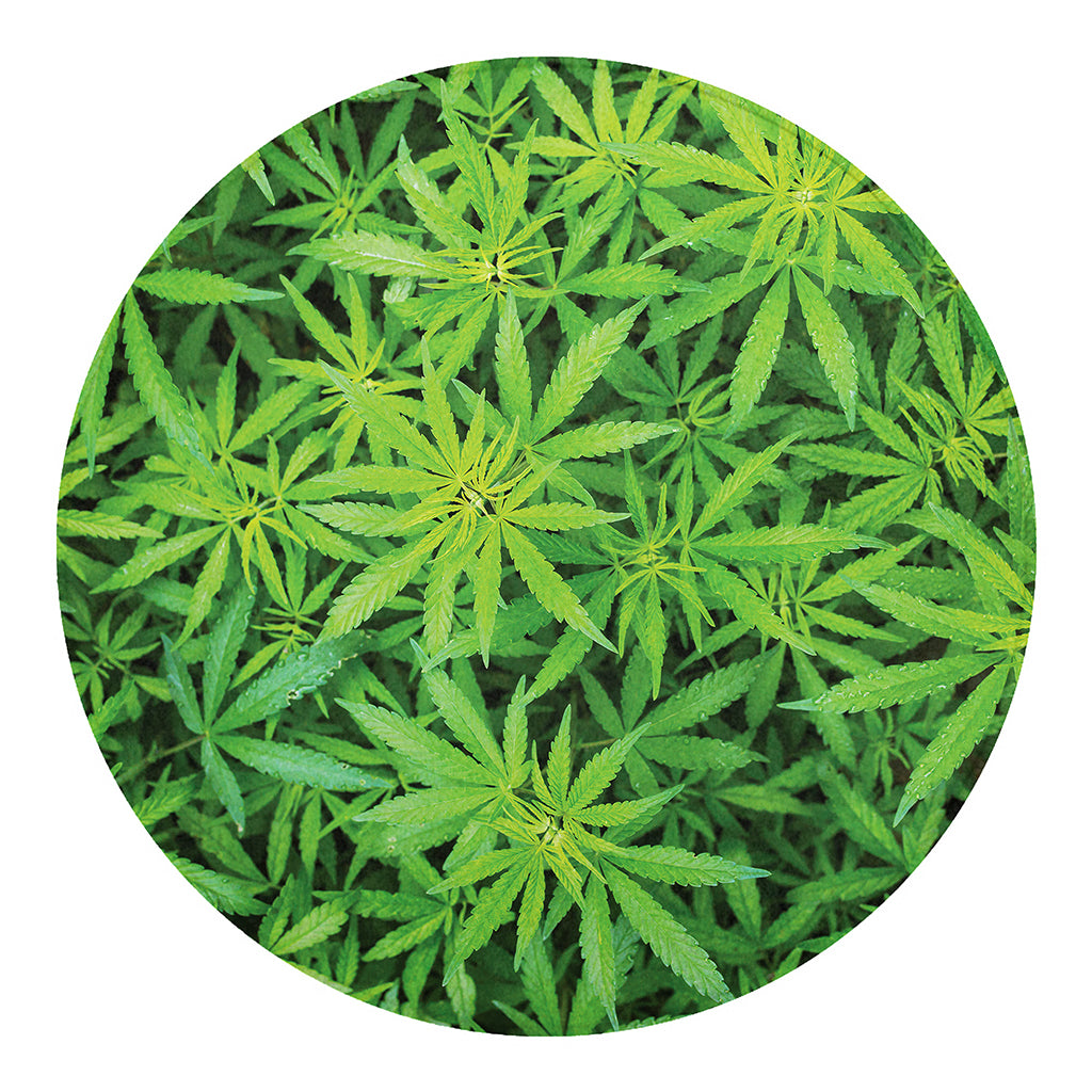 Green Pot Leaf Print Round Blanket