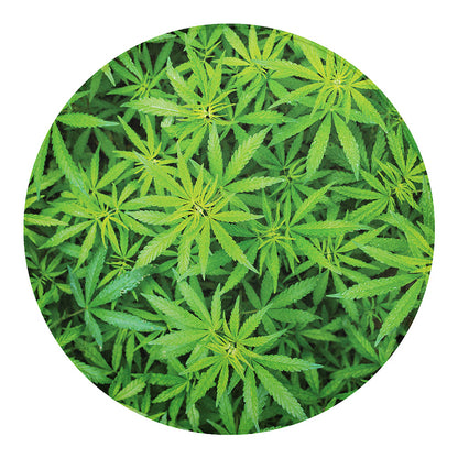 Green Pot Leaf Print Round Blanket