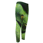 Green Tree Python Snake Print Men's Compression Pants