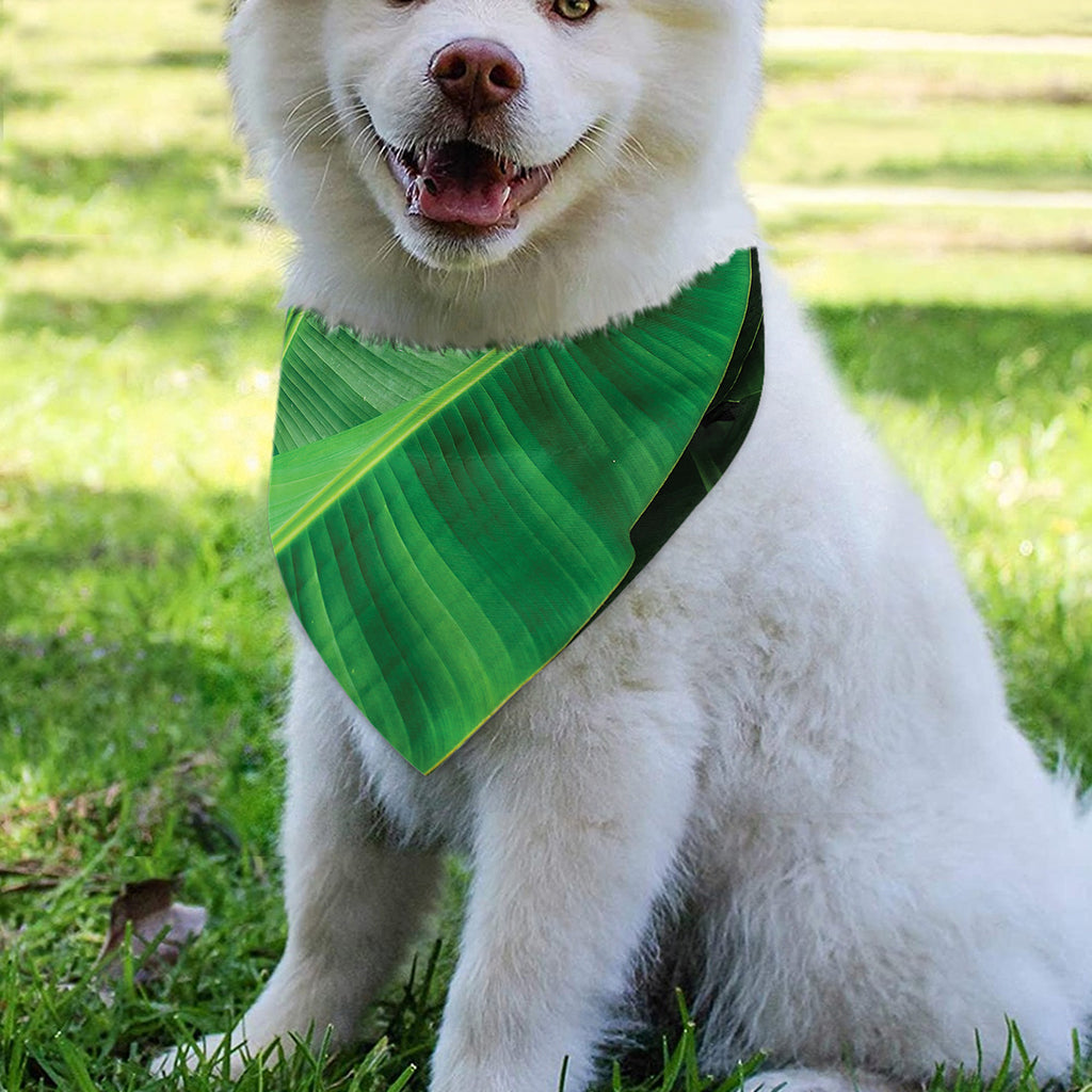 Green Tropical Banana Palm Leaf Print Over The Collar Dog Bandana