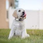 Hipster Pug Print Dog Collar