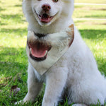 Jack Russell Terrier Portrait Print Over The Collar Dog Bandana