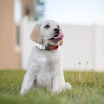 Japanese Samurai Helmet Print Dog Collar