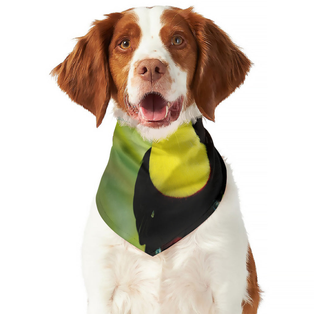 Keel-Billed Toucan Print Dog Bandana