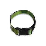 Keel-Billed Toucan Print Dog Collar