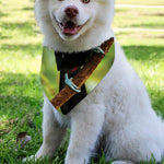 Keel-Billed Toucan Print Over The Collar Dog Bandana