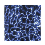 Lightning Chain Print Silk Bandana