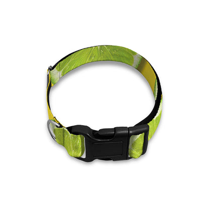 Lime Slices Pattern Print Dog Collar