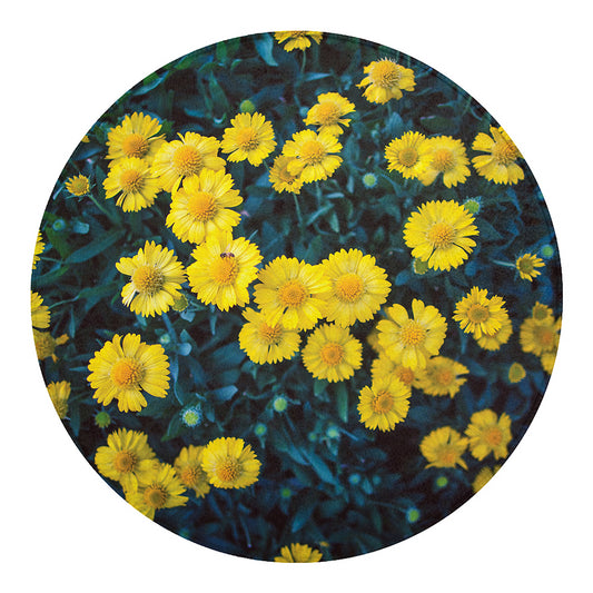 Little Yellow Daisy Print Round Blanket