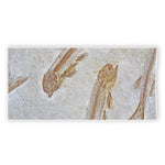 Lycoptera Fish Fossil Print Beach Towel